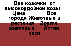 Две козочки  от высокоудойной козы › Цена ­ 20 000 - Все города Животные и растения » Другие животные   . Алтай респ.